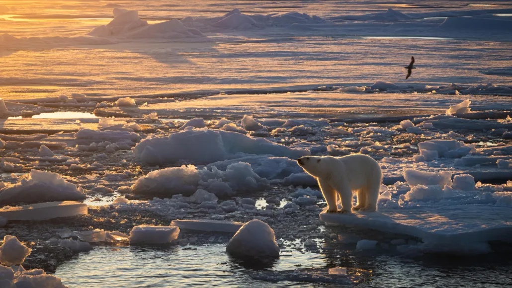 Beruang kutub di Laut Barents tetap gemuk meskipun terjadi penyusutan es laut yang cepat.